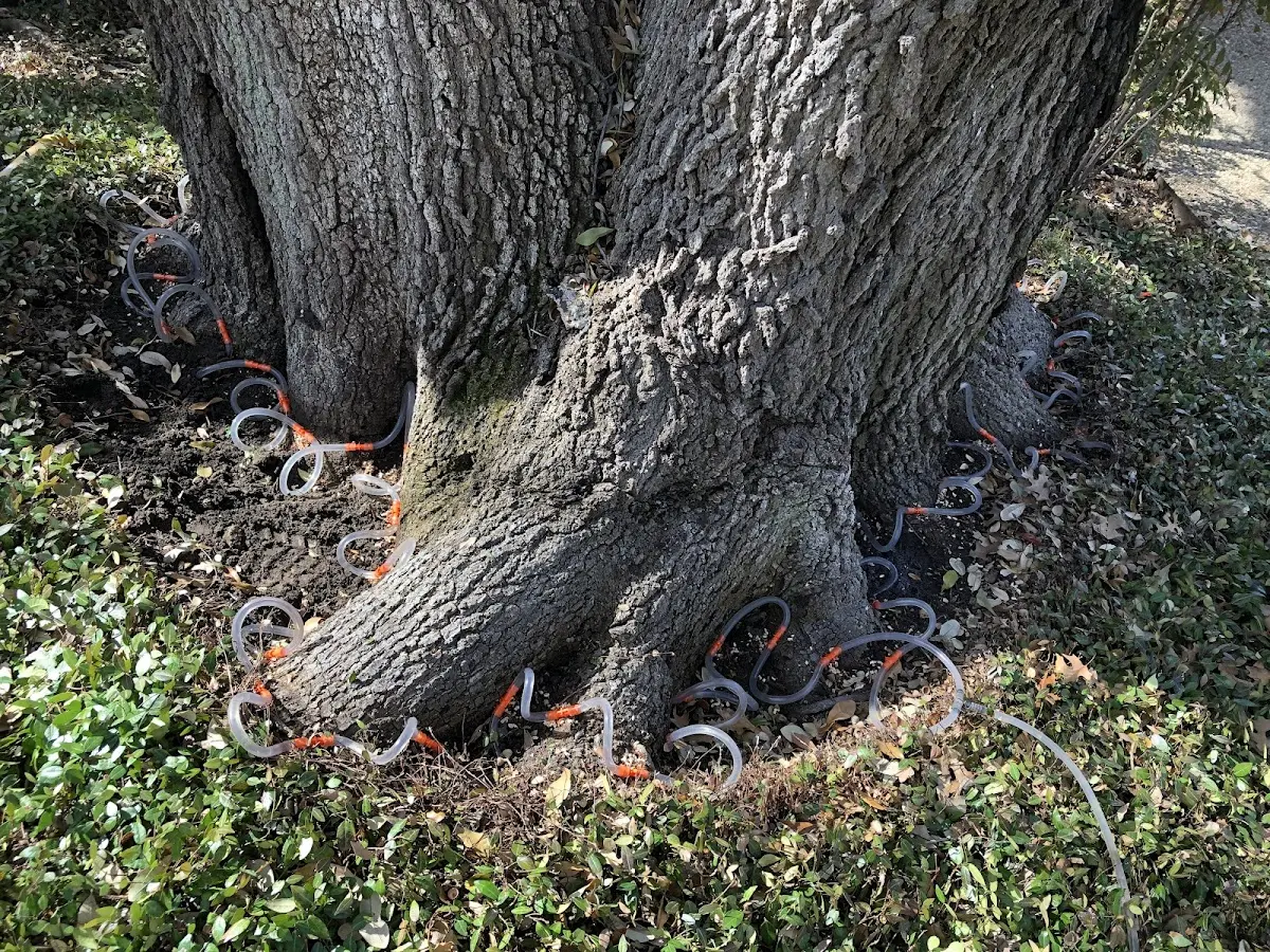 Detailed Tree Cabling and Bracing job site in Elk River