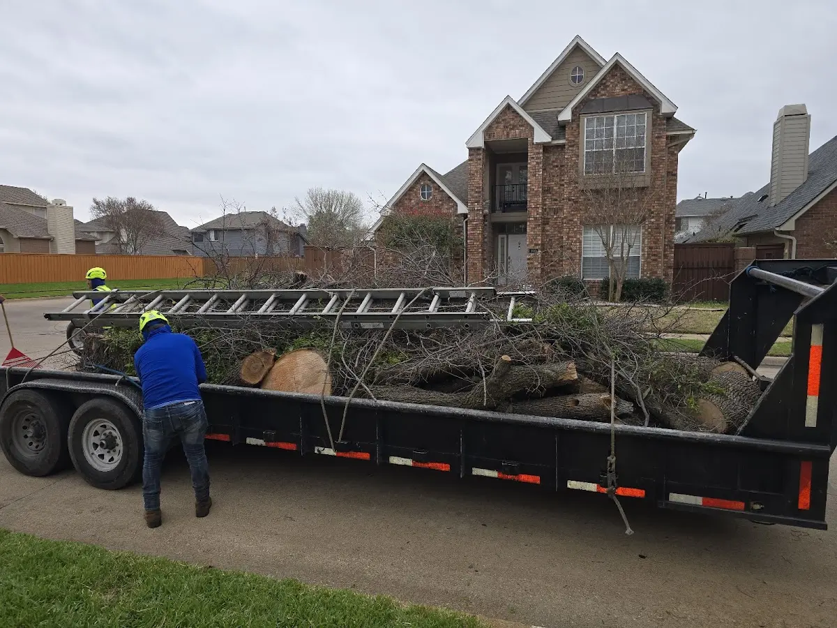 Expert Tree Pest Control with proper safety equipment in Elk River